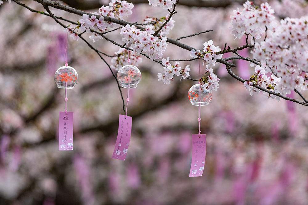 琳琅注册：小小菊苣 亮相现代中医药发展大舞台